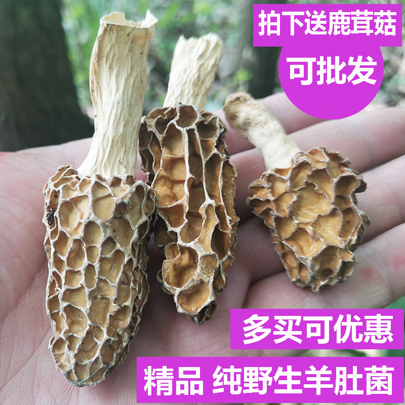 Shennongjia specialty morel mushroom pure wild morel mushroom special grade wild morel mushroom fresh dried goods 500g