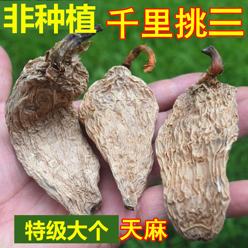 Can slice grinding powder Shennonger quarry farmers to dig deep mountain pure sulphur free wild raw gastrodin special class large 500g-Taobao
