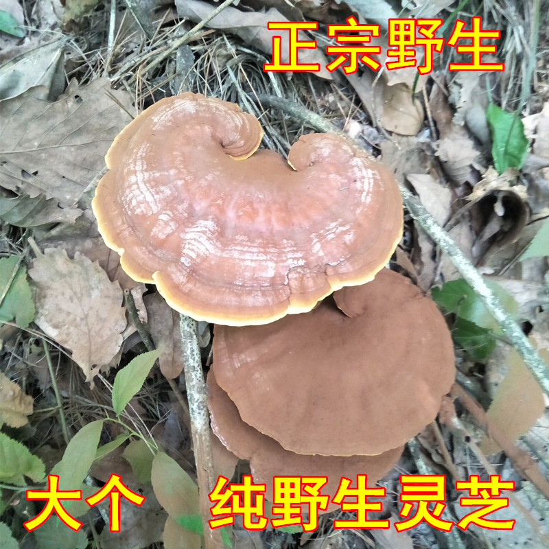 Shennongjia special grade natural pure wild Ganoderma lucidum extra large wild red Ganoderma lucidum whole branch deep mountain wild Ganoderma lucidum large head
