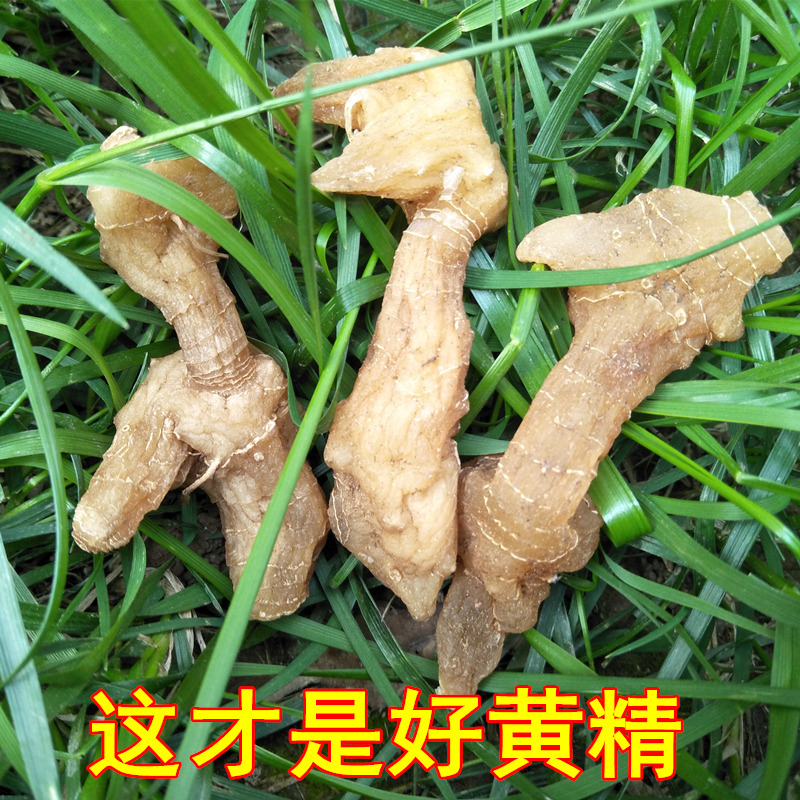 Shennon - shelf wild chicken yellow wild yellow fertilizer fitted with party Zhang500g wine