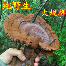  Shennongjia Deep Mountain Natural pure wild Nyingchi Premium Large Red Ganoderma Lucidum Pruning Pure wild Ganoderma Lucidum 250g