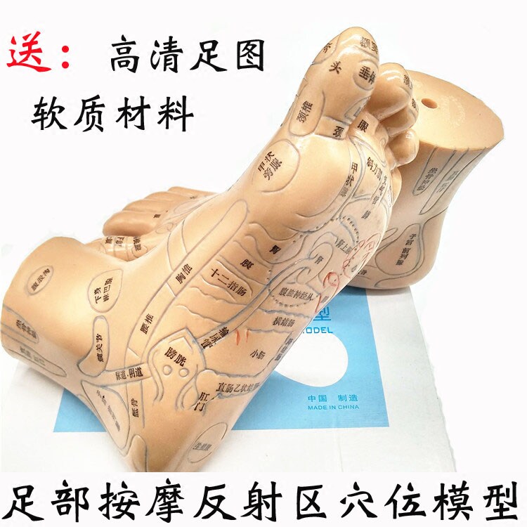 Meridian through ultra-clear foot reflex zone model foot massage acupoint foot meridian foot model foot massage foot massage