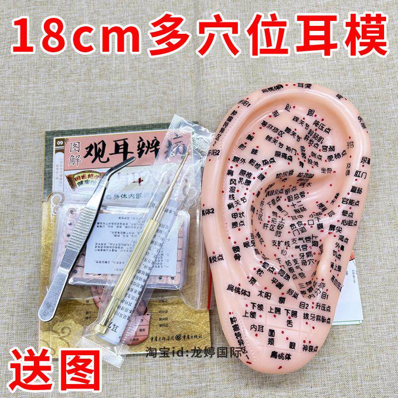 国标18cm刻字版多穴位耳朵模型耳穴模具铜探笔耳贴耳穴贴耳朵压豆