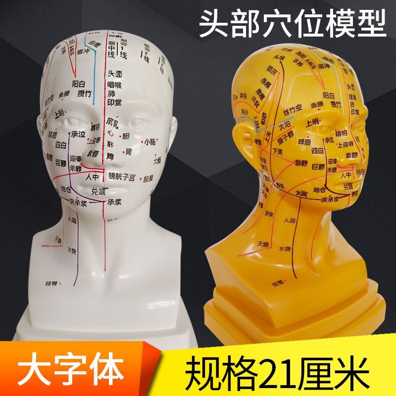 21cm大字超清晰头穴位模型面部针灸全脸经络教学假头脑袋硬质刻字
