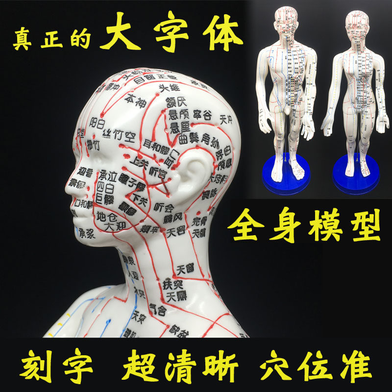 50cm刻字软质12经络全身人体经络穴位针灸模型模特男女中医用教学