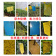 Insect Sticky Trap Yellow Board Double-Sided Insect Trap Board Blue Board Thrips Trap Sticky Powder Trap for Flying Insects to Kill Small Black Flies in Greenhouses, Orchards, and Tea Gardens