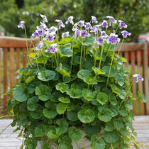 Panda viola garden landscaping perennial flower-viewing plant small flower perennial root ground is garden green plant flowers