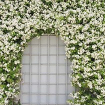 Yellow and white windmill jasmine garden balcony shape flower potted railing fence wall climbing vine plant Jiangsu Zhejiang and Shanghai