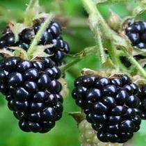 Black raspberry American triple crown seedlings perennial outdoor garden balcony potted flowers Jiangsu Zhejiang Shanghai and Anhui