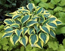 Imported hosta perennial root garden courtyard balcony shade-tolerant plant potted seasonal herb flower rose