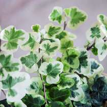 Xueying vine climbing frame green wall plant ivy balcony garden open-air cold-resistant and easy-to-raise perennial shrubs