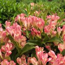 Mini brocade flower sapling potted balcony open-air cold-resistant flower shrub pink peach ruby ​​spring and summer blooming