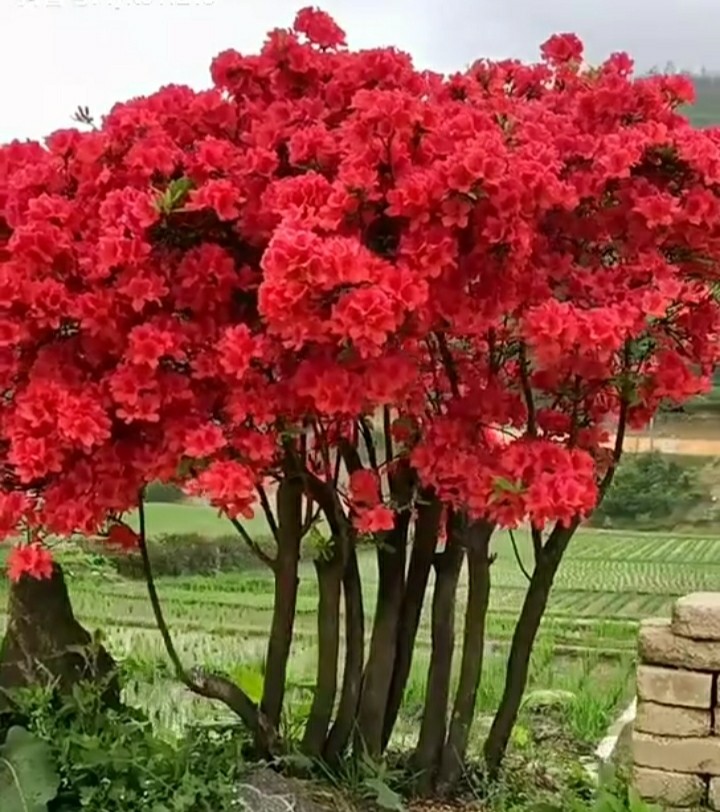 大别山小叶映山红