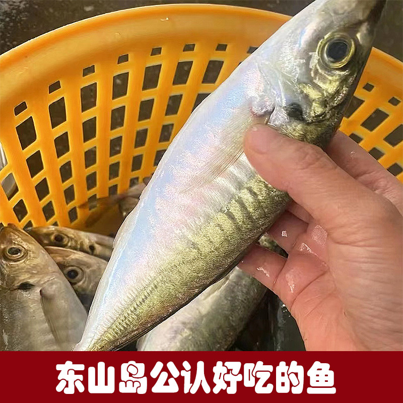 福建东山岛养殖巴浪鱼土豪巴浪3-4两/条活冻巴浪鱼-青花鱼-淘宝百科网