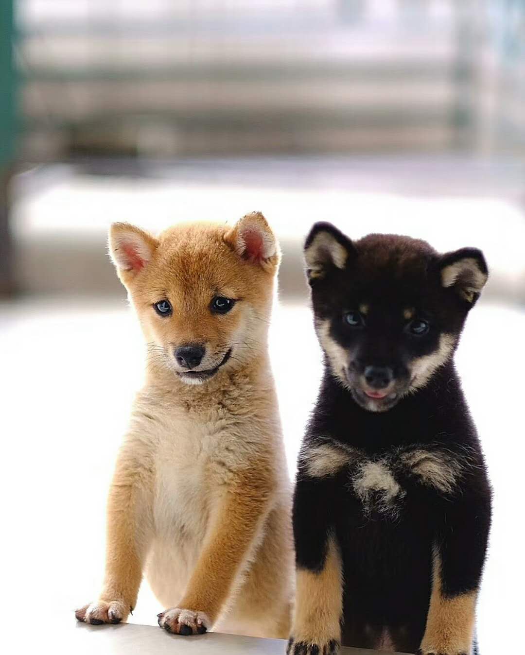 豆柴到底是柴犬嗎 它們有什麼區分 淘寶海外