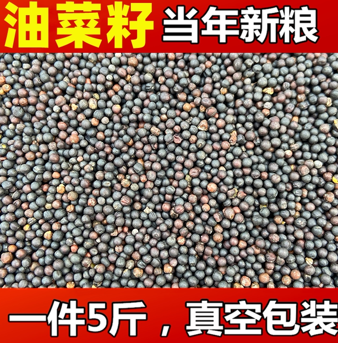 High-quality rapeseed seeds tiger skin peony parrot hibiscus bird jade bird bird food winter bird five catty vacuum