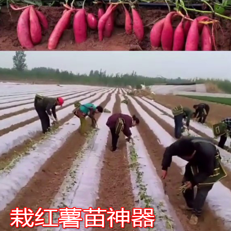 Planting sweet potato artifact sweet potato transplanter seedling planting sweet potato seedling planting agricultural tool planting
