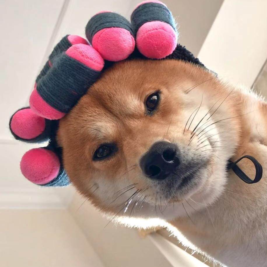 鞋狗shoe