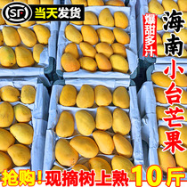 Hainan Xiaotainong mango 10 pounds fresh Xiaotainong seasonal fruit freshly picked tropical mango full box 5
