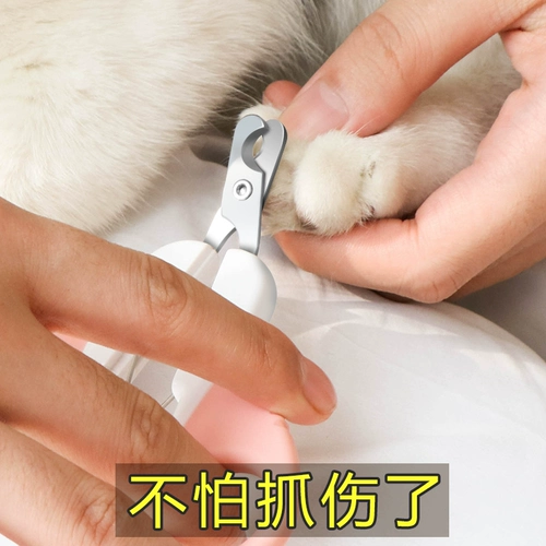 Кошачья кошачья петтичная котенок Специальный кот сдвиг ногте