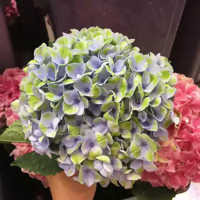 Fafar鲜花荷兰进口魔幻革命绣球花紫阳花八仙花可做干燥花