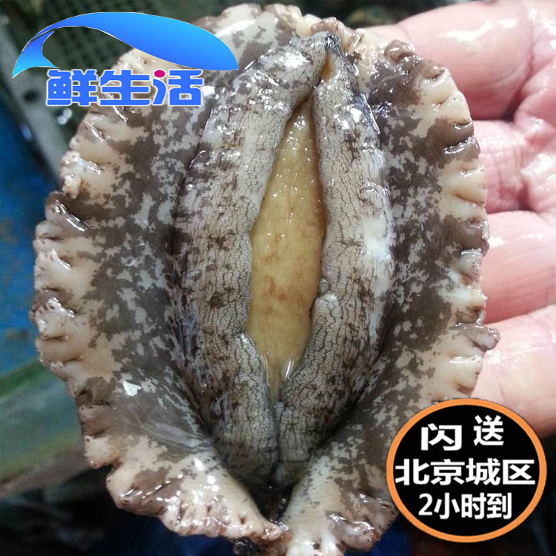 100g only 5 heads Bao Beijing sparkling alive great abalone fresh seafood aqua Dalian abalone spot