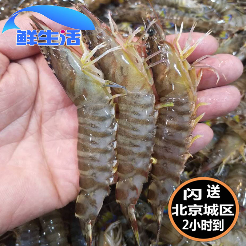 Beijing Flashes 500g Living based Shrimp Bamboo Festival Shrimp Nine Knowha Shrimp non-Sea White Shrimp Seafood