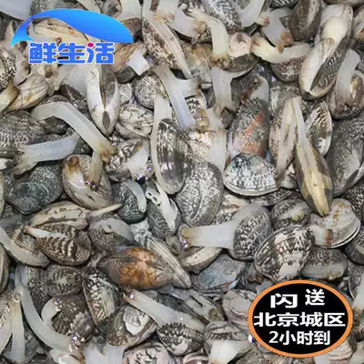 Fresh seafood aquatic products fresh shellfish clams clams clams