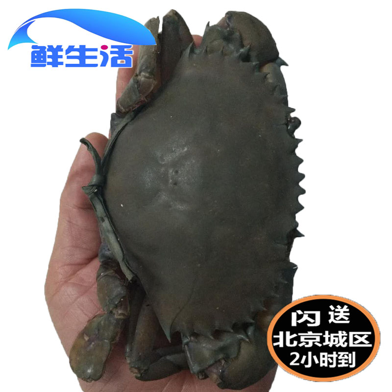 Beijing flashes three-door green crab alive large red paste crab mother crab red sturgeon Seafood Aquatic Marine Crab 5 Two Spot