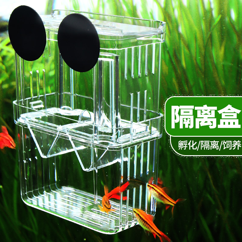 Peacock fish breeding box fish tank isolation box spawning small fry acrylic floating incubator in the brooding room female fish