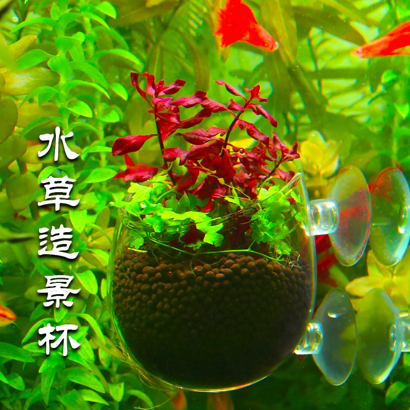 魚缸水草杯草缸造景盆玻璃種植定植杯固定吸盤培育裝飾迷你擺件小 魚缸水草杯草缸造景盆玻璃種植定植杯固定吸盤培育裝飾迷你擺件小