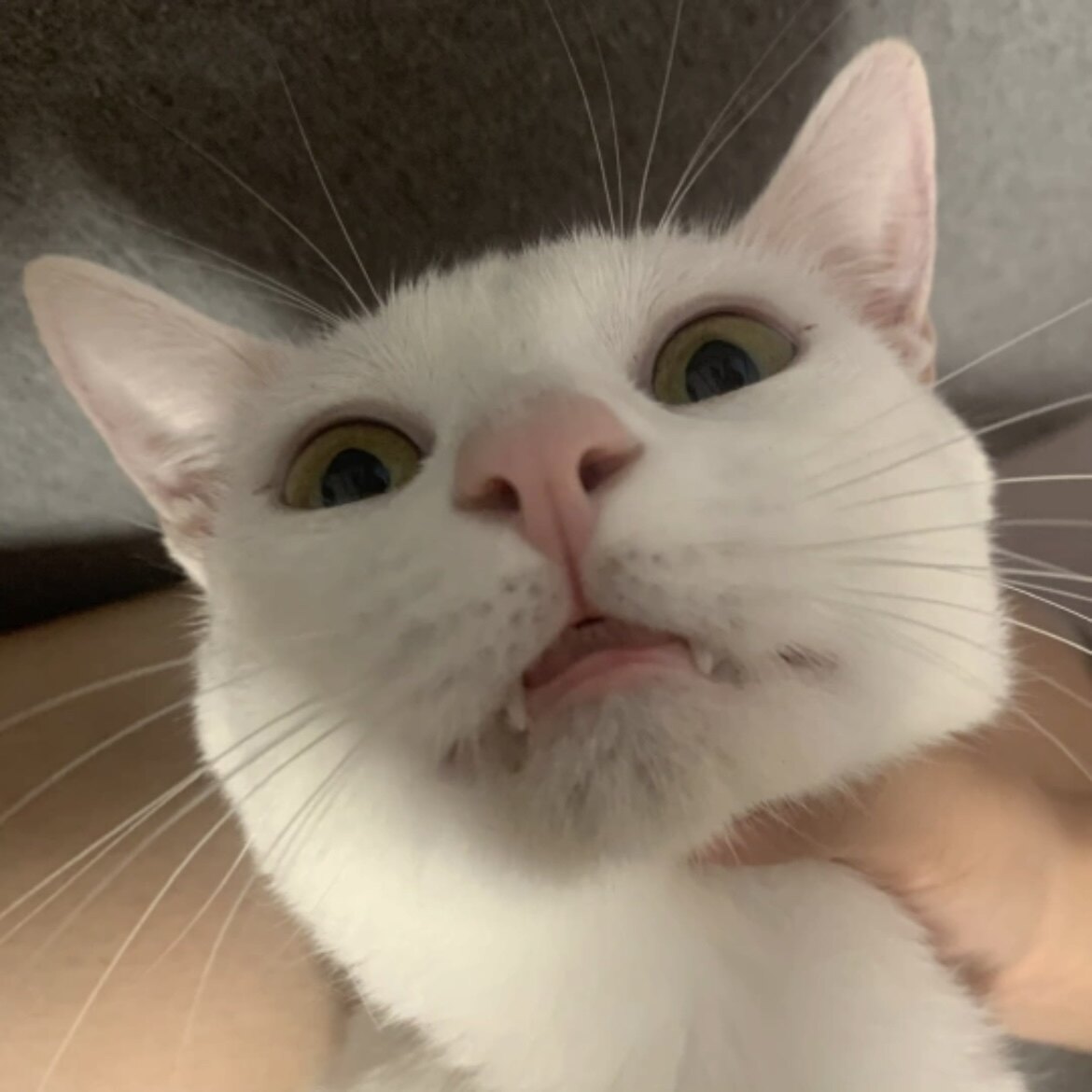 利利酱