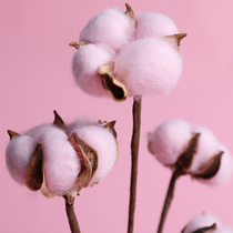 Natural cotton combination Dried flowers Dried branches Long dead branches dried branches Home decoration art Wedding Christmas decorations