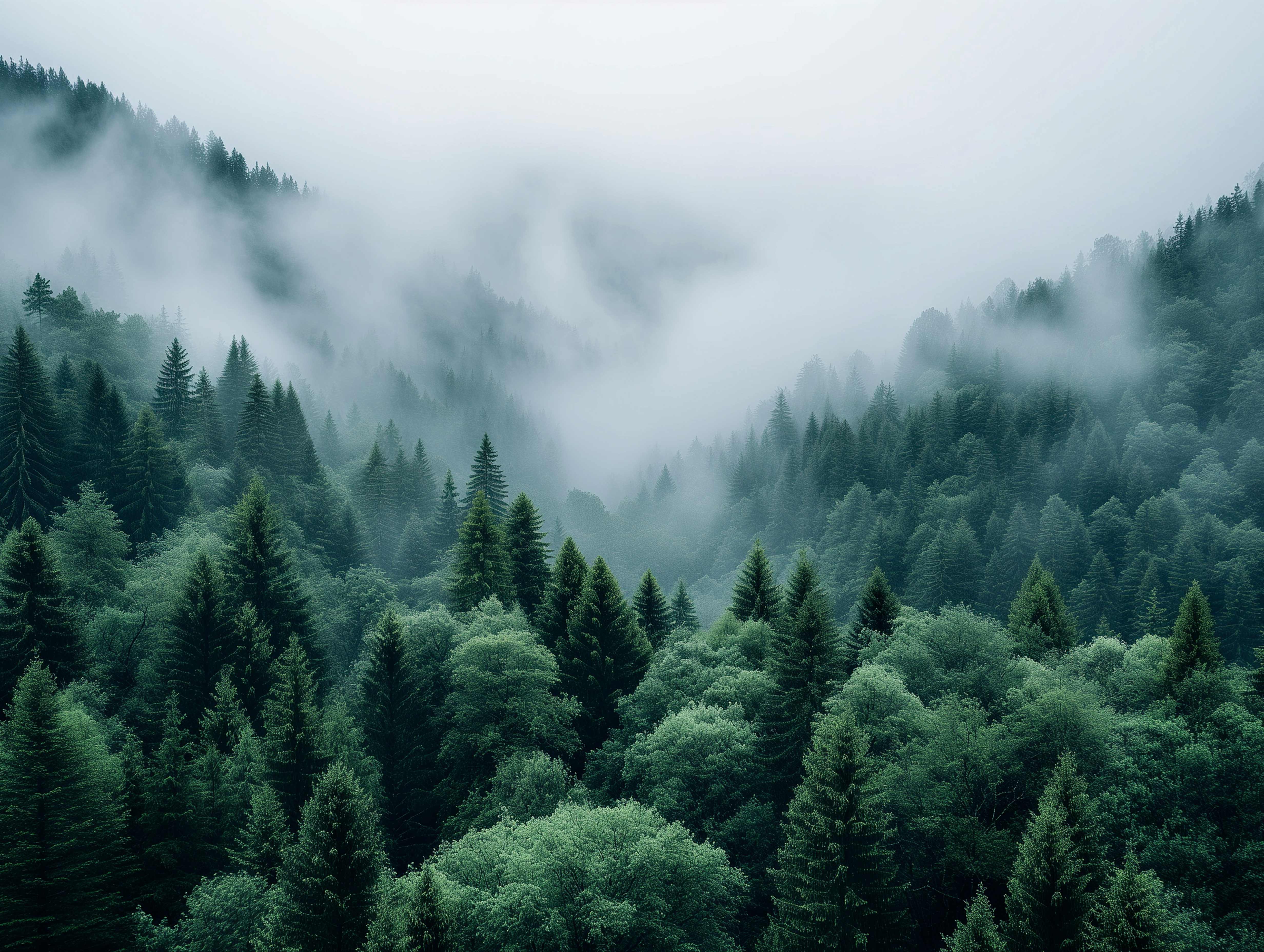 山间迷雾森林 4K 电脑壁纸｜森系绿色山林云雾自然风光桌面背景