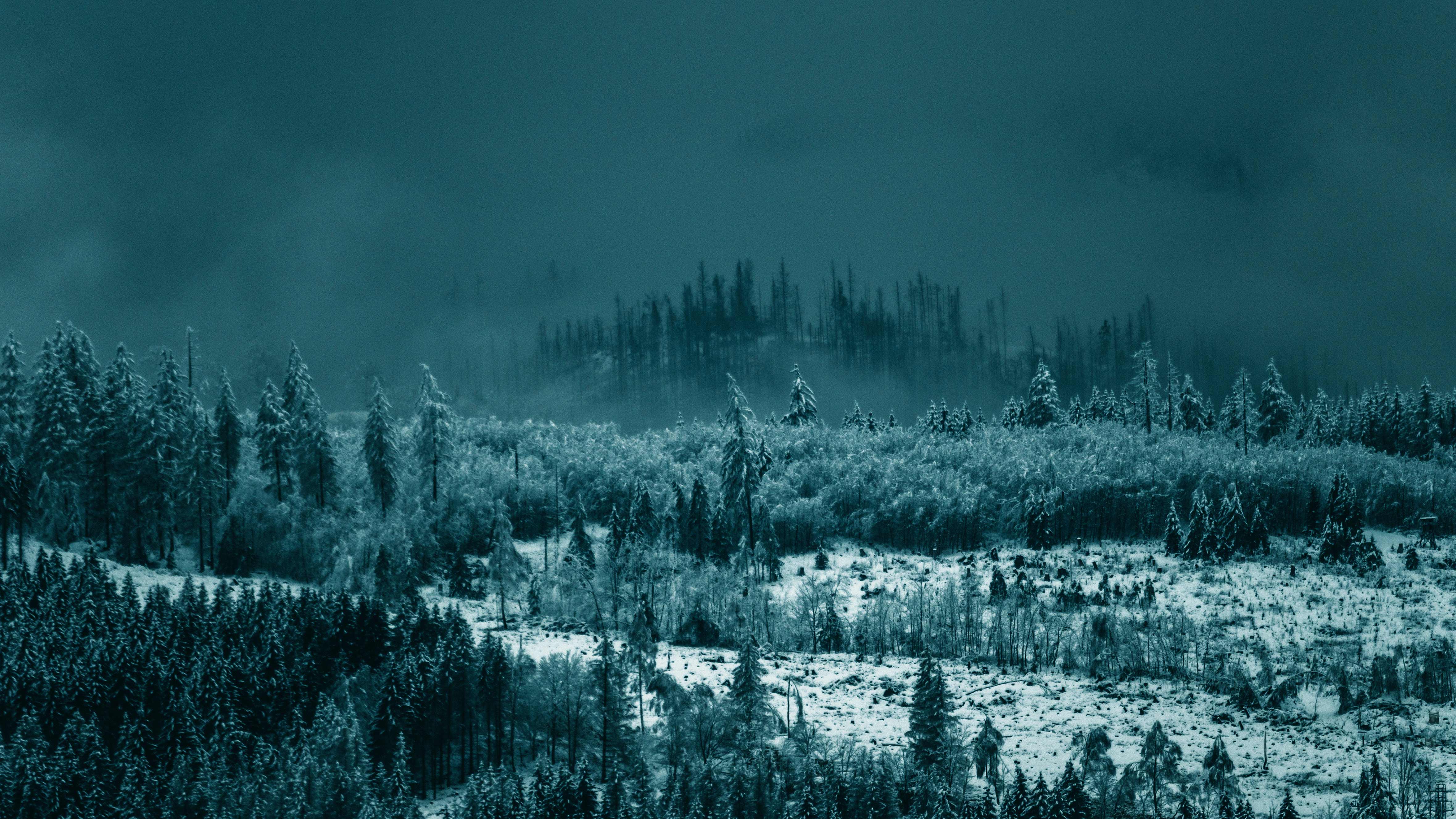 青调迷雾冬日积雪森林 4K 电脑壁纸｜冷色雾凇山林横版桌面背景