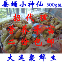 20 years New goods No Pinnen cocoon pupate Fairy Sugar Treasure Thin Peel tussah pupa Green Northeastern Teater 2 catties