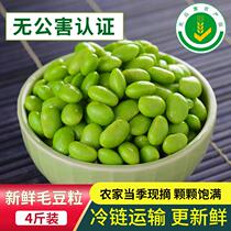 Gross Beans Rind Fresh Now Off Farmhouse Quick-Frozen Large-Grain Gross Bean Grain Vegetables Frozen And Tender Mullet Rice Raw Green Bean Grain To Shell