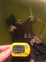 Sifan Aquarium Thermometer Fish and Turtle LCD Water Thermometer Tropical Fish Electronic Water Temperature Instrument