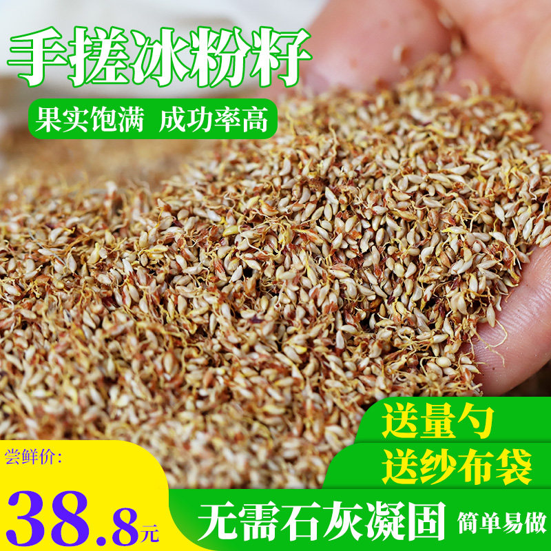 Sichuan ice powder seed wild hand rubbing ice powder seed ice powder raw material commercial Xue Lai seed cool powder seed Love Yuseed 250g