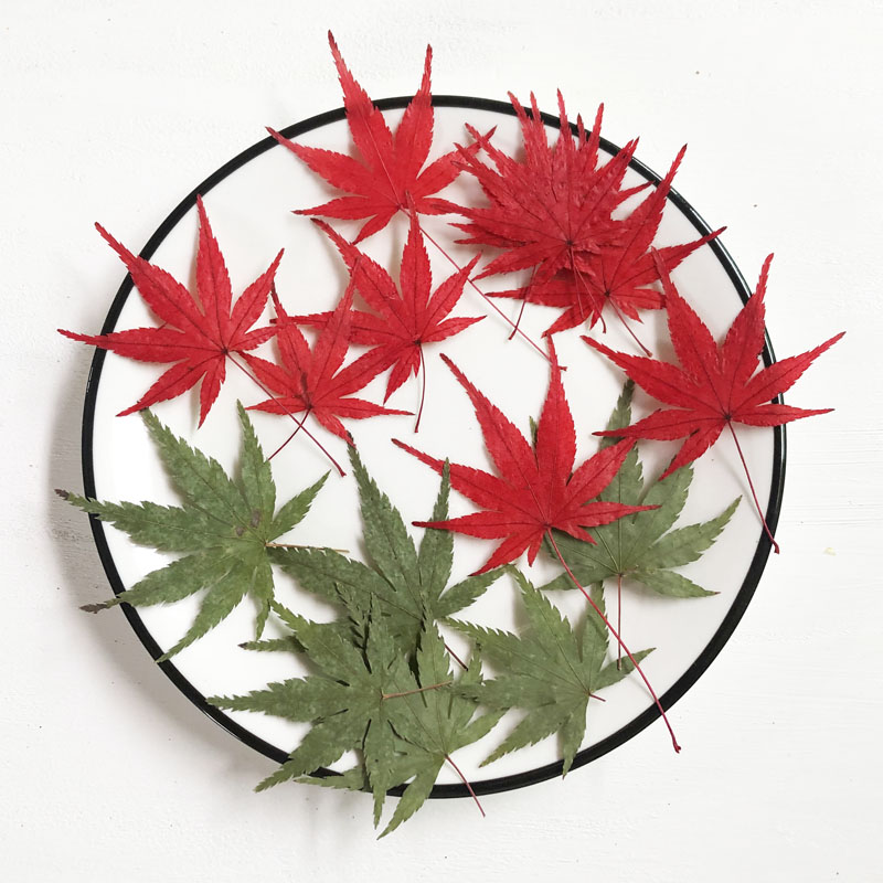 Natural Maple Leaf Kindergarten Elementary School Students Handmade Leaf Stickers Plant Specimens Dried Flowers Embossed Phone Case Bookmarks