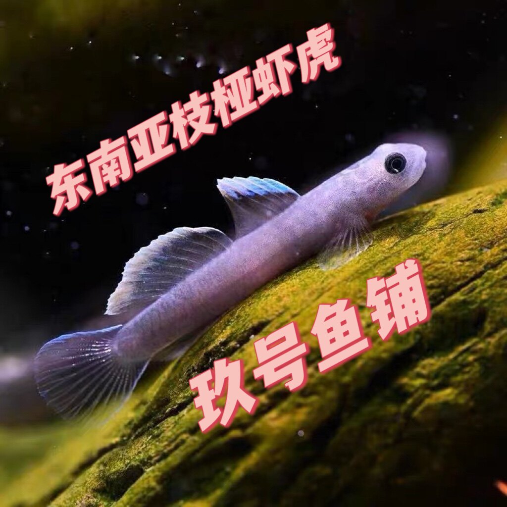 玖号鱼铺