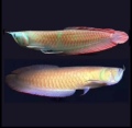 兴旺水族馆