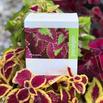 Czech original Anli Ju energy capsule 120 bonded warehouse straight hair