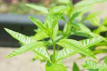 Ropana lemon verbena pure Dew 500ml essence extract pure Dew high concentration pure Dew filter membrane distillation