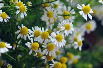 Ropana German foreign chamomile unilateral essential oil 10ml UK Organic Soil Association Certification