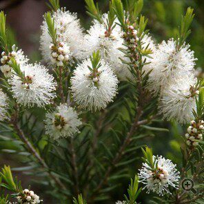 Ropana Linna Tea Tree Essential Oil 10ml Australia NASSA and EU Green leaf double Organic certified farm