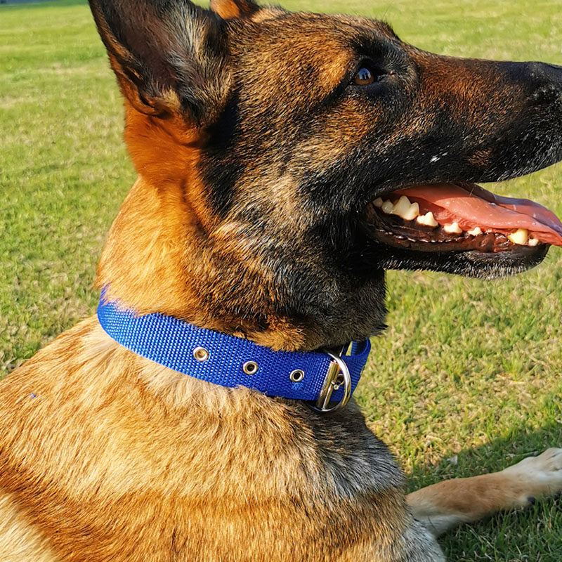 Pet Dog CollarsDog Collars Soft Leather Lining Polypropylene Collars Dog Foam CollarsPet Supplies