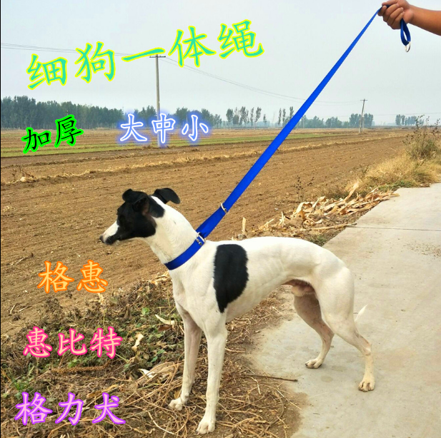 Fine Dog Canvas Traction Neck Integrated Rope Hubbiter Dog Walking Dog Rope G Hug Force Dog Traction Rope One Straining New