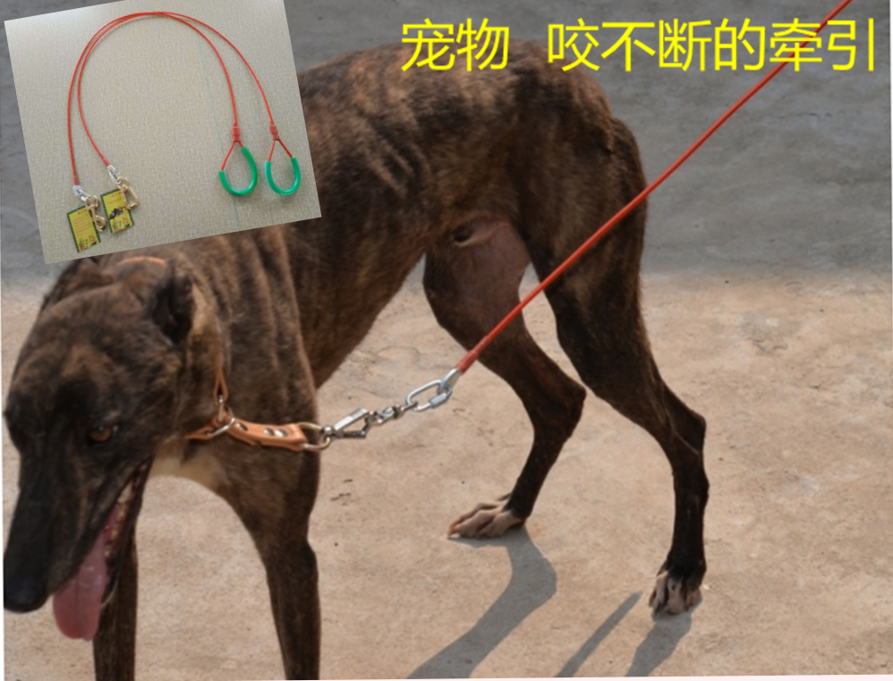 Pet traction rope Gree dog Whippet traction rope wire chain dog rope dog chain pull constantly pet