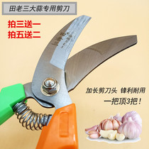 Tian Laosan garlic special scissors garlic head a lot of garlic Y5TNsyBEgb